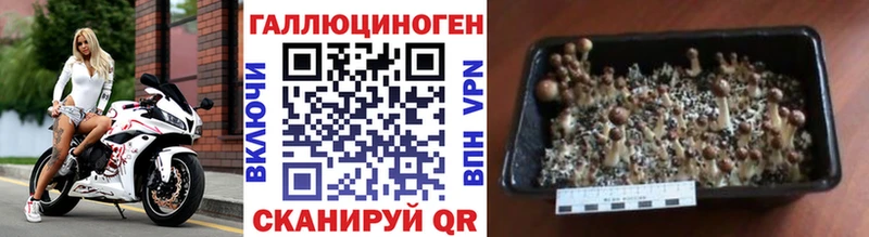 Псилоцибиновые грибы мицелий Арзамас